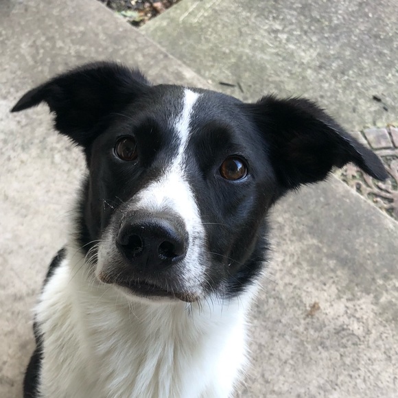 Meet your Posher, Maya - Picture 1 of 1